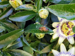 Un « Samu » dédié à l’abeille