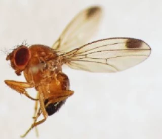 Drosophila Suzukii : comment limiter les dégâts ?
