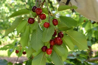 Cerise : la production en hausse de 9 % en Auvergne Rhône-Alpes