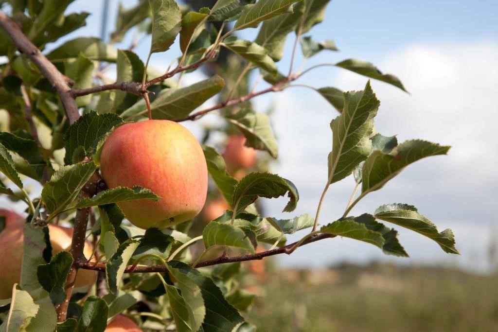 Pommes : certains producteurs à la peine