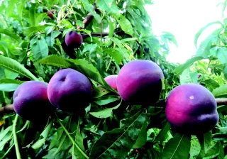 Pêches et nectarines : quelles variétés planter en bio ?