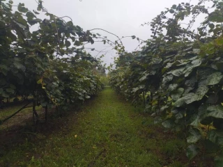  Le kiwi a le vent en poupe