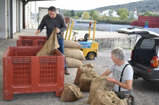 Châtaigne : une campagne 2019 en demi-teinte