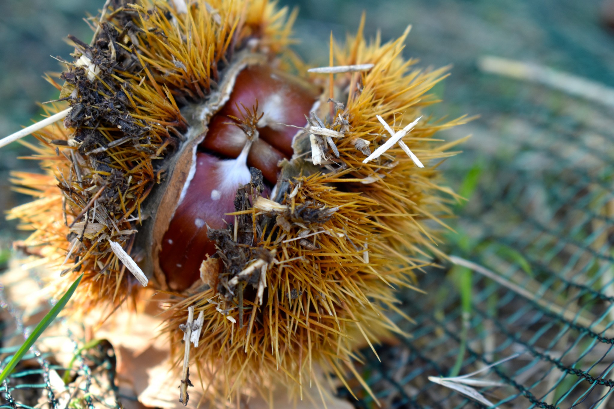 Un automne terriblement gourmand !