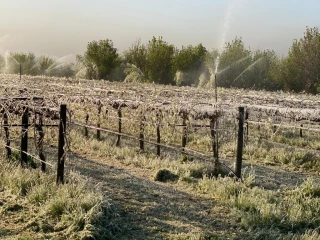 Calamités agricoles : les procédures de demandes d’indemnisation sur vigne et apiculture sont ouvertes
