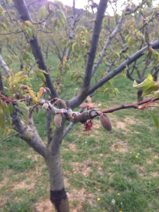 Détails de l’aide régionale destinée aux producteurs de fruits à noyaux