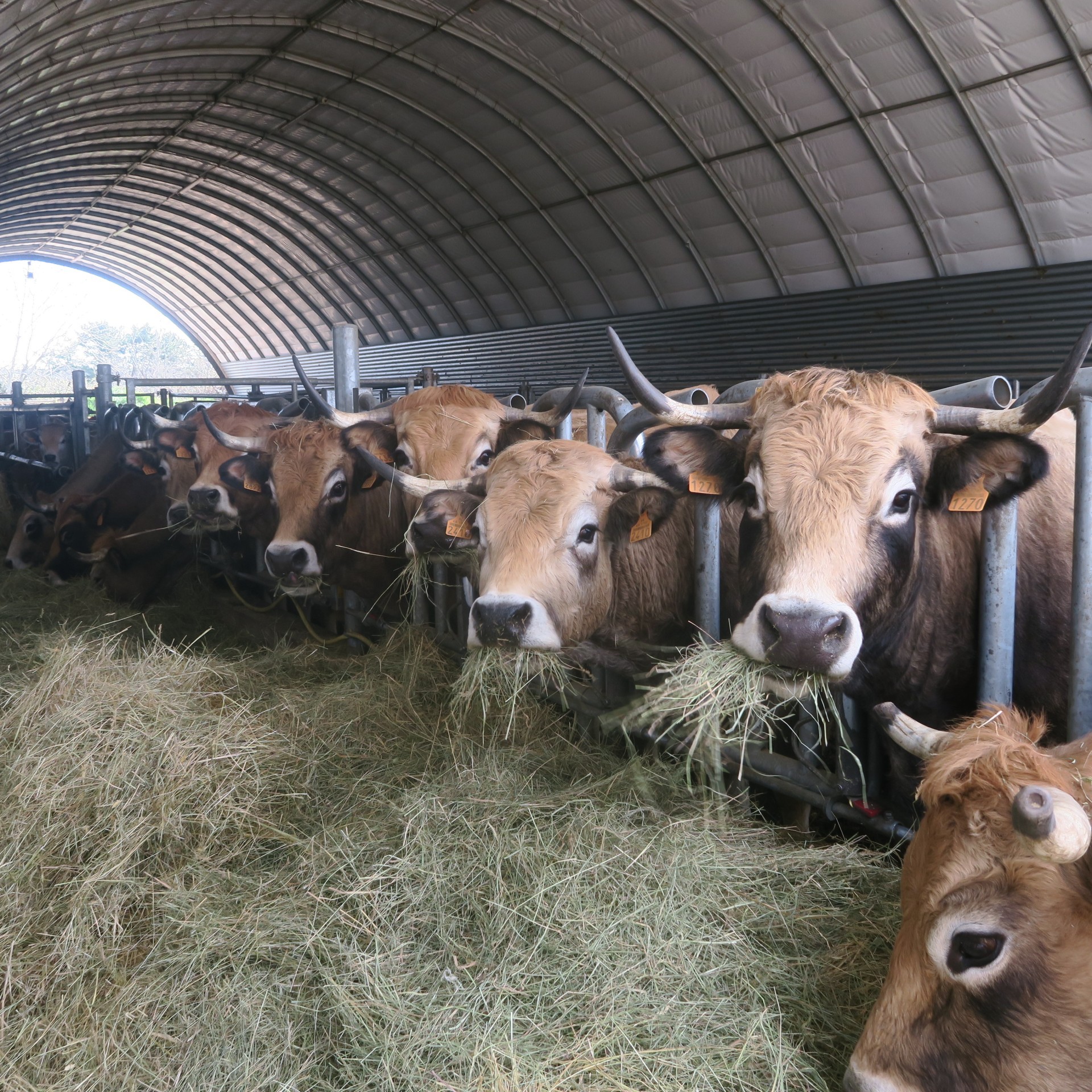 « De Ferme en ferme », l'agriculture ouvre ses portes !