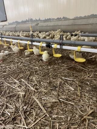 L’eau en élevage avicole, une ressource indispensable