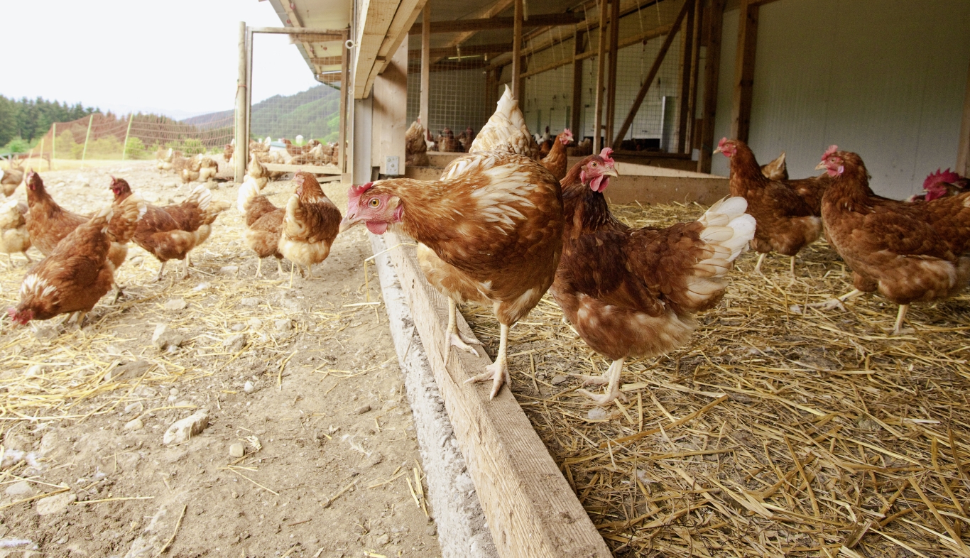 Grippe aviaire : dans les petits élevages aussi, la biosécurité doit être appliquée