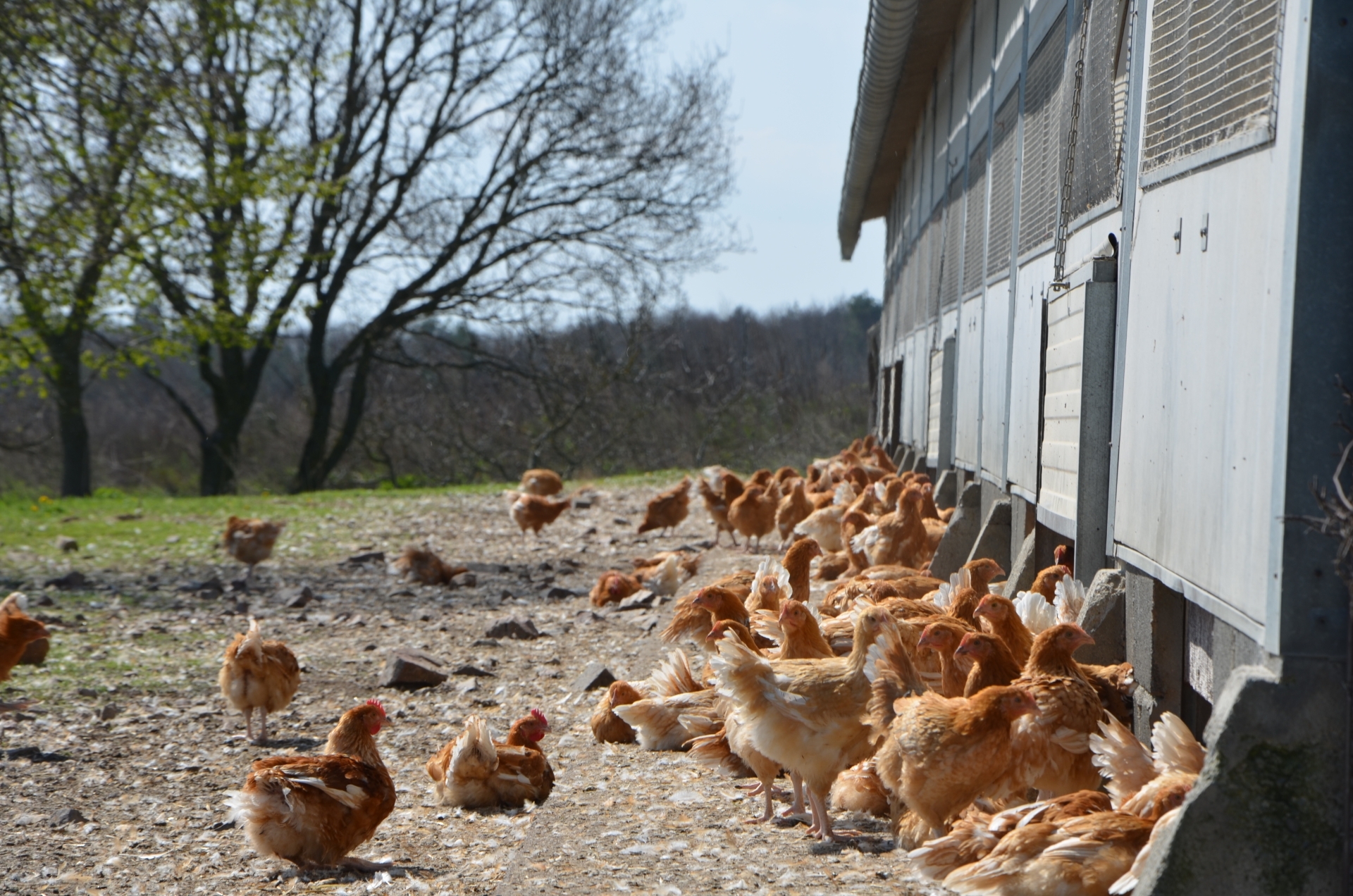 Influenza aviaire: un vaccin «prêt au mois de juin 2023», selon Christiane Lambert