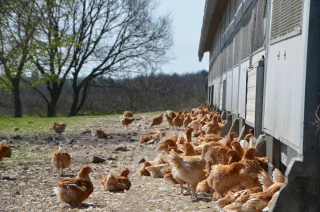 Élevage de volailles fermières