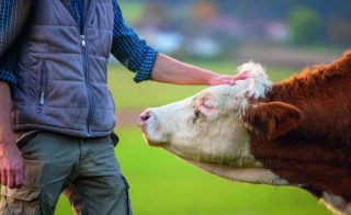 Pour mieux encadrer la relation entre le propriétaire et le fermier, il est plus sécurisant de conclure un bail écrit 