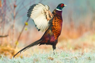 Une filière d’excellence essentielle à la protection de la biodiversité