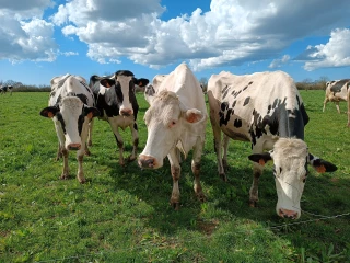 Pâturage et robot de traite : concilier technologie et autonomie