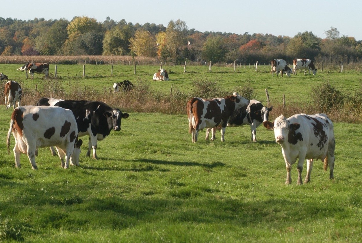 Gérer ses pâturages au plus près des profils de chaque parcelle