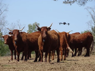 L’utilisation du drone au pâturage : une pratique d’avenir ?