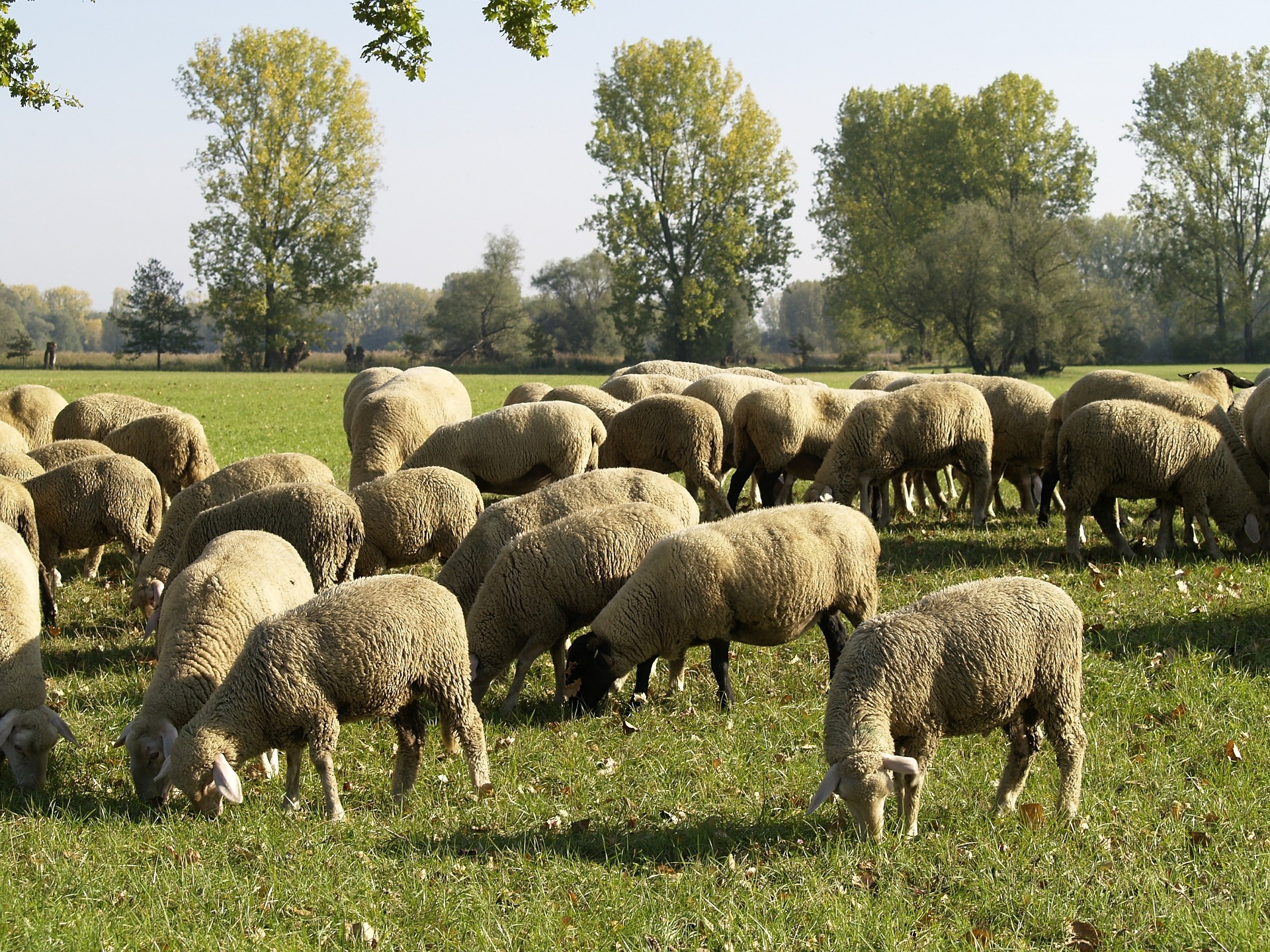 Alimentation des agneaux : des économies sont possibles