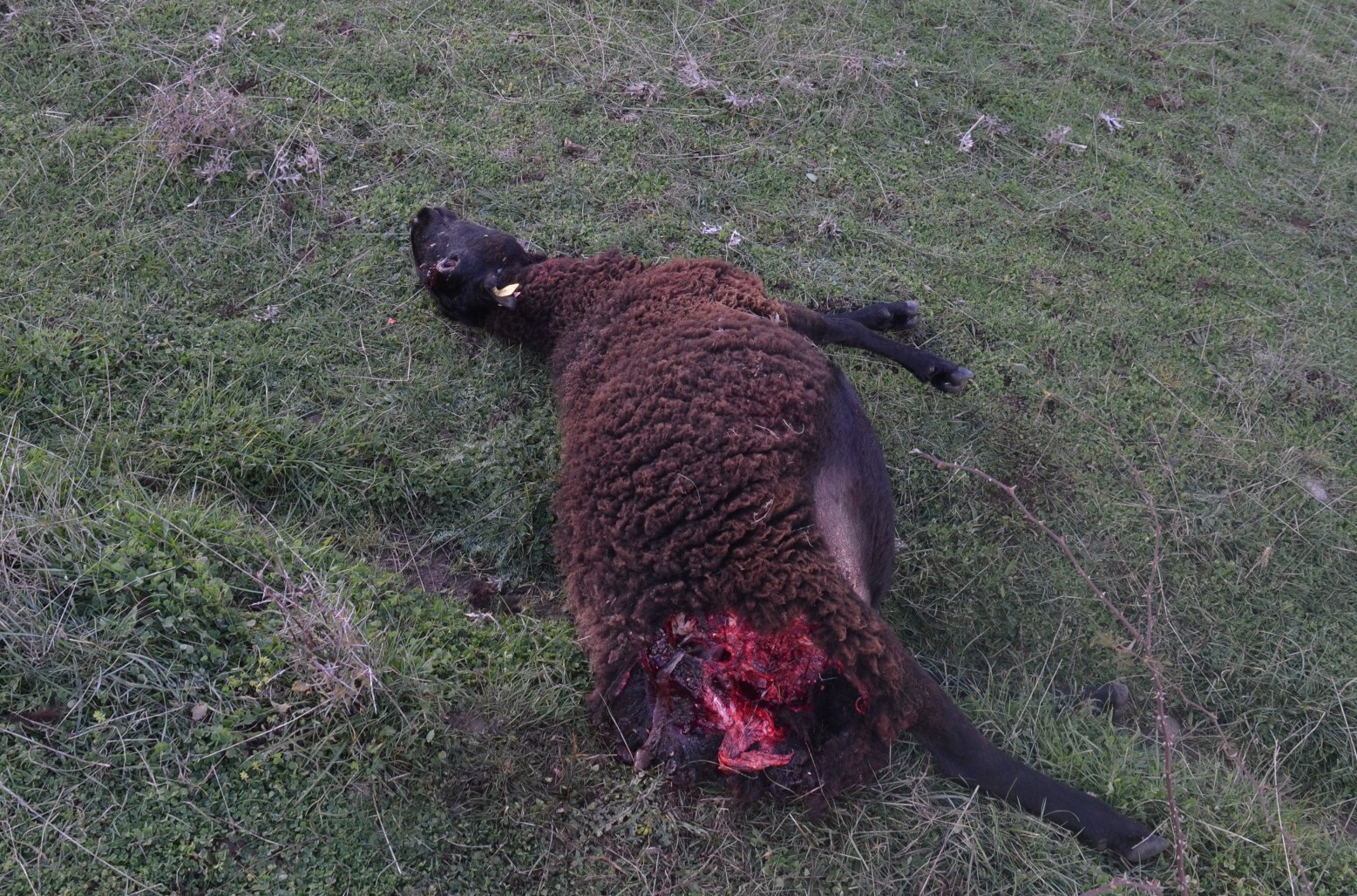 Onze brebis retrouvées mortes à Berzème