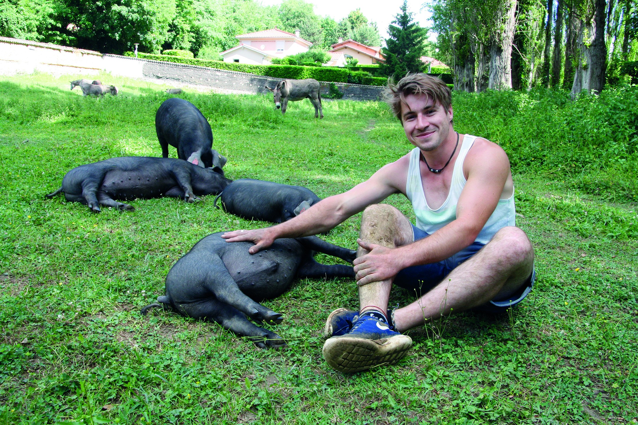 Le porc noir du Dauphiné, de Bresse et le roux du Massif central de retour