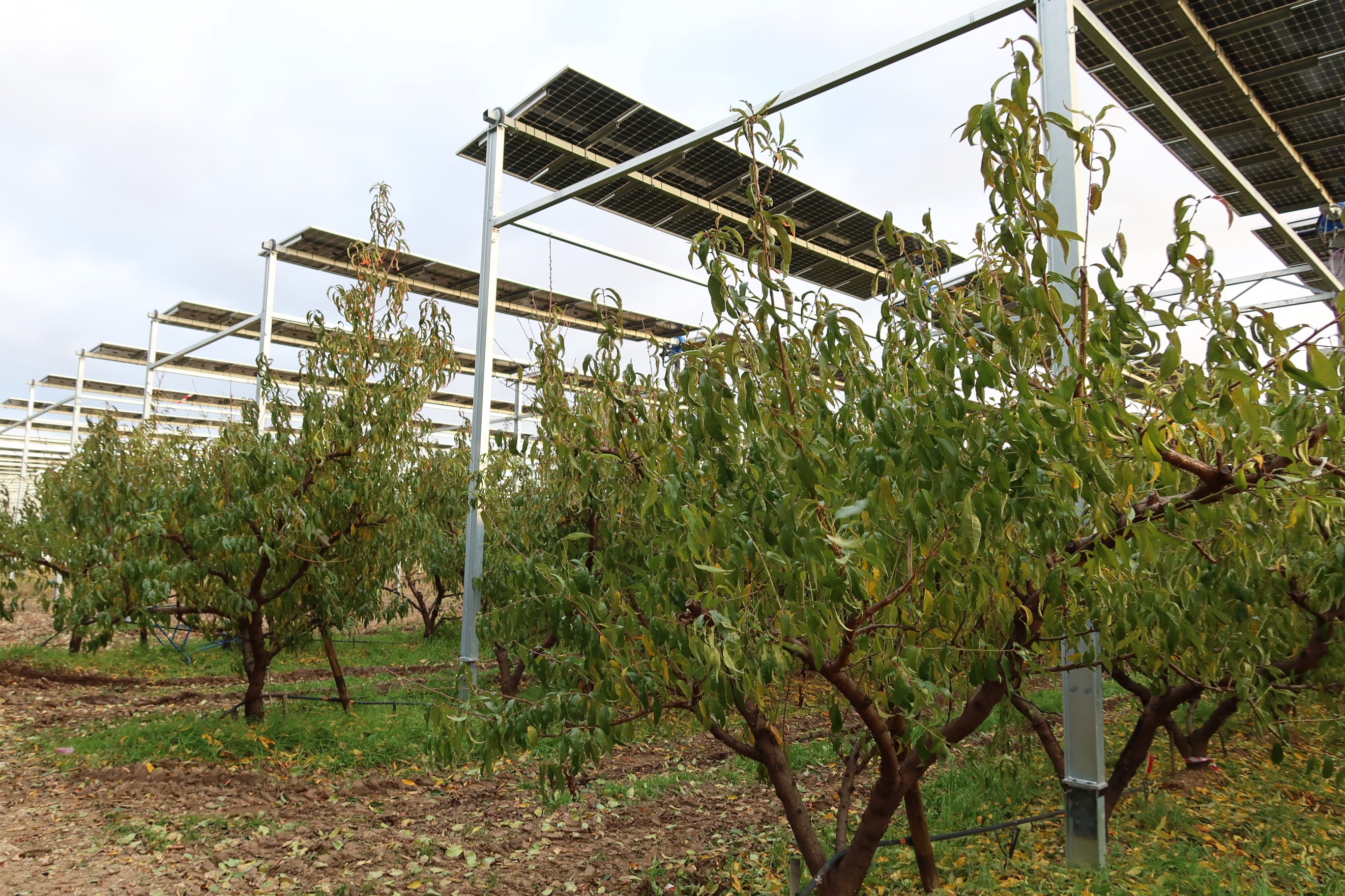 Agrivoltaïsme : trois hectares de vergers suivis dans la Drôme