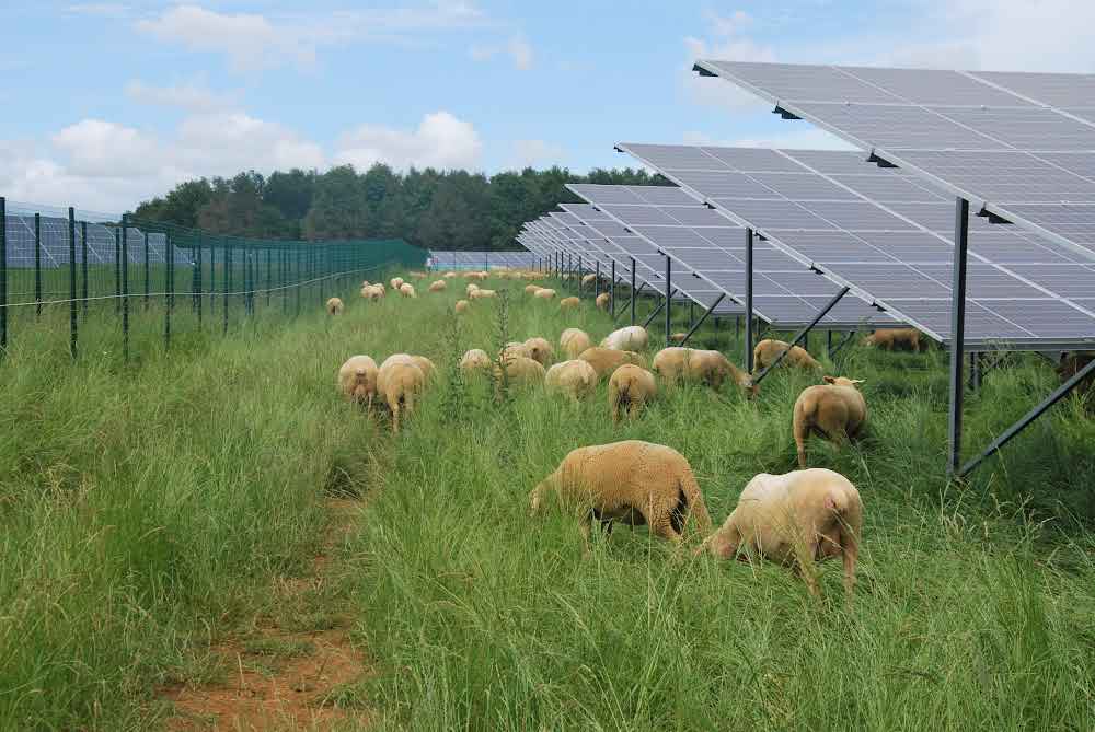 Photovoltaïque au sol : préserver l’activité d’élevage