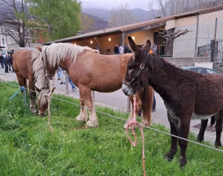 Une quarantaine de chevaux exposés à la foire