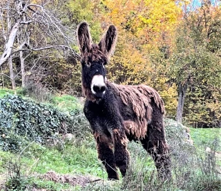 Un baudet du Poitou ardéchois part en République Tchèque !
