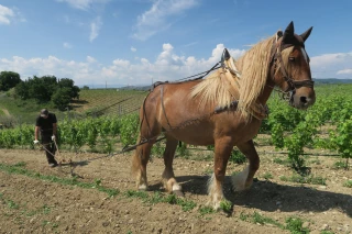 Le renouveau de la traction animale