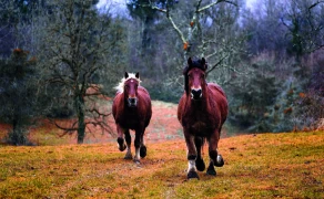 Un patrimoine culturel et agricole sous tension