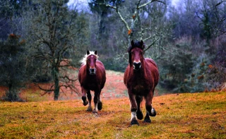Un patrimoine culturel et agricole sous tension