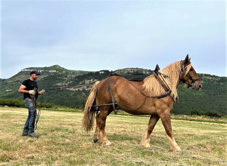 Fête du cheval de trait : « Une filière peu connue du monde agricole »