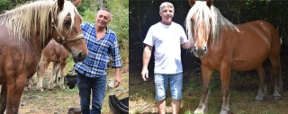 Chevaux de trait, une affaire de passionnés