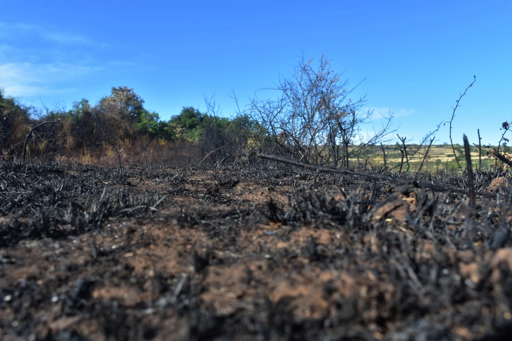 L'incendie a laissé une terre brûlée