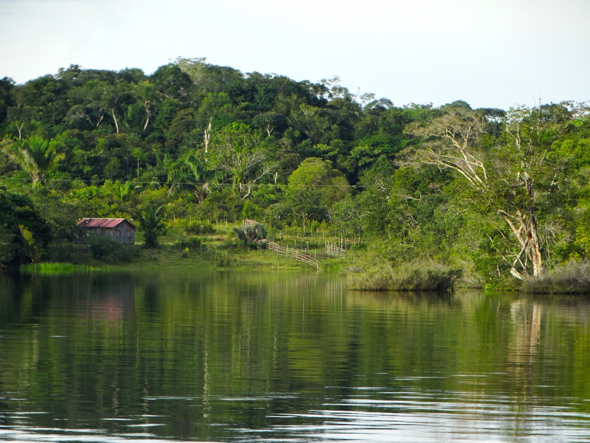 La Norvège et l’Allemagne reprennent l’aide pour l’Amazonie