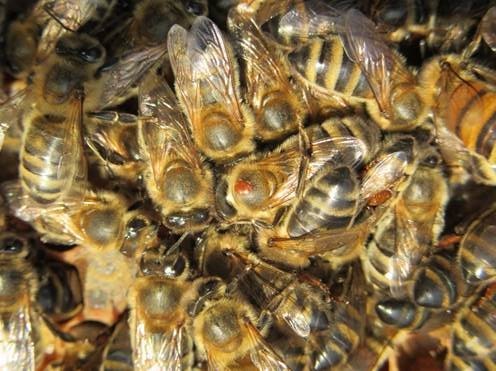 Semaine du comptage des varroas : mieux accompagner les apiculteurs