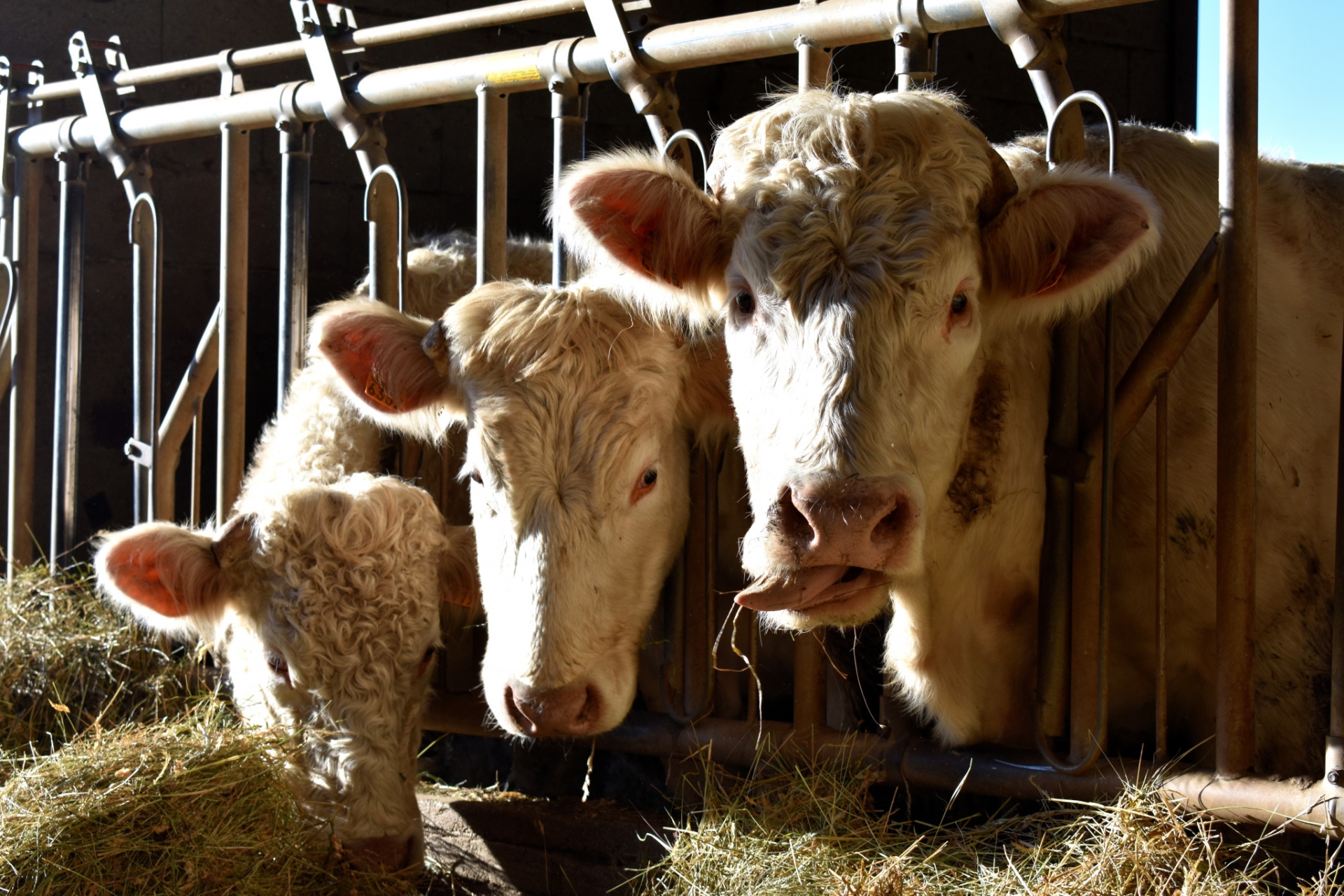 La besnoitiose bovine pose problème en élevage allaitant autant qu'en lait