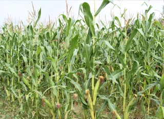 Maïs : quelle stratégie adopter ?