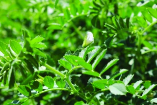 Pois chiche : semer sur un sol réchauffé et ressuyé