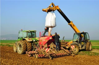 Pois et féveroles d’hiver : une implantation stratégique pour maîtriser maladies et rendement