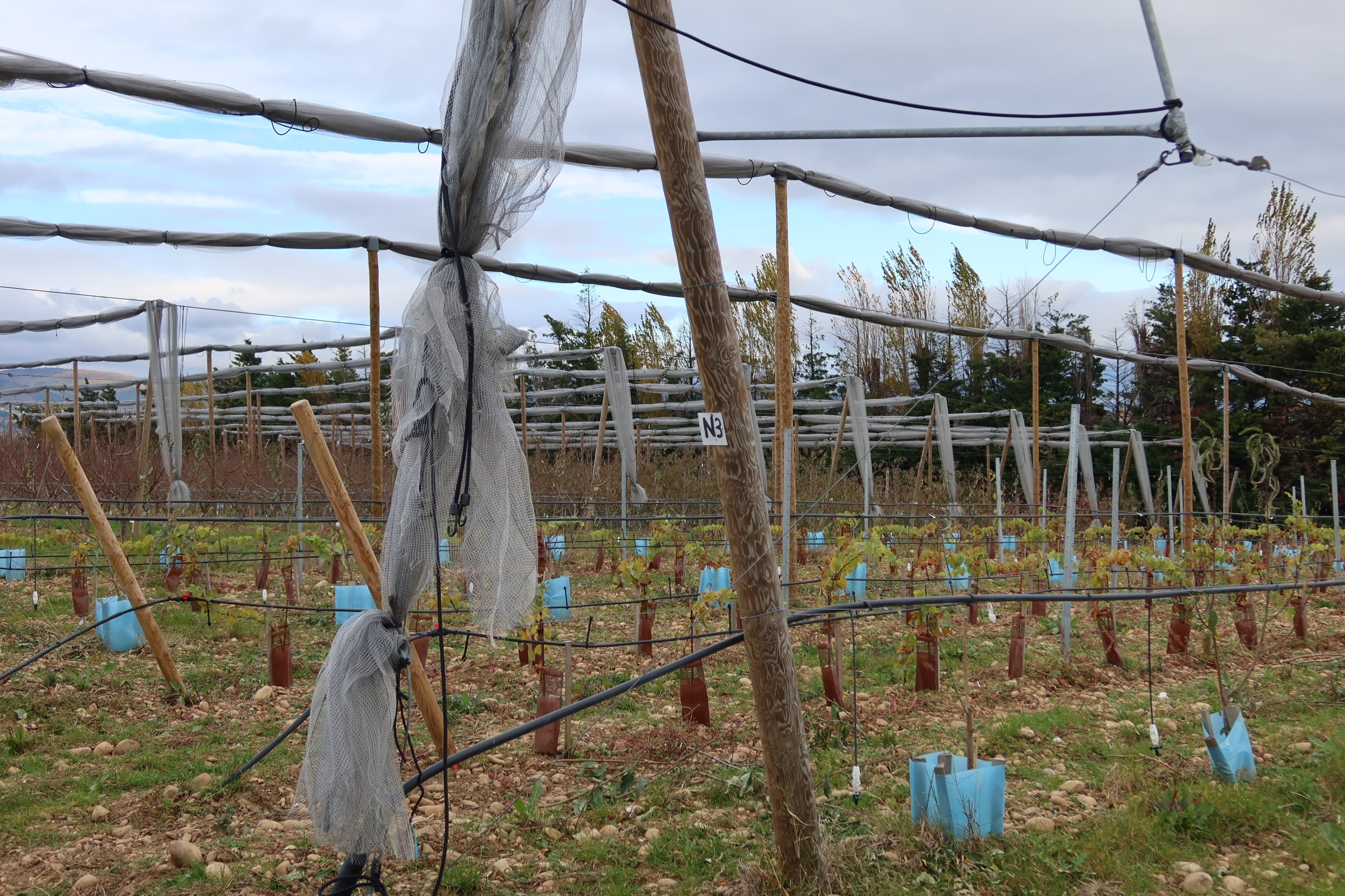 Sur la piste de la vigne du futur