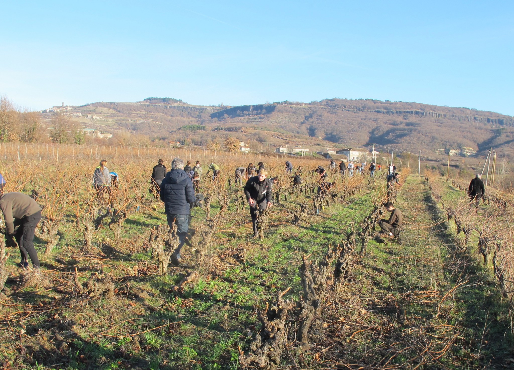 Le concours de taille de la vigne est maintenu