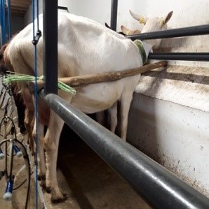 Efficacité et confort en élevage laitier : pensez ergonomie !