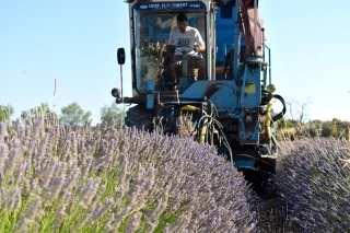 La récolte de lavandin au Gaec de Chadenas (Gras).