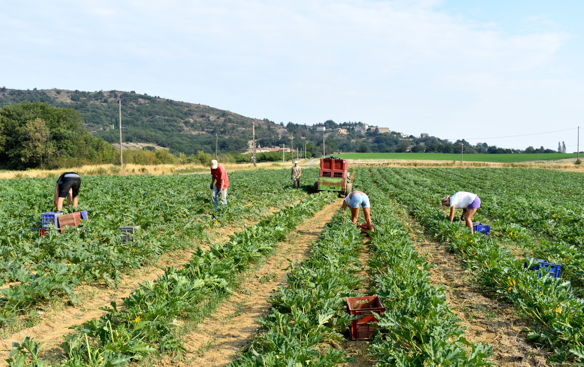 Les légumes bio en plein développement