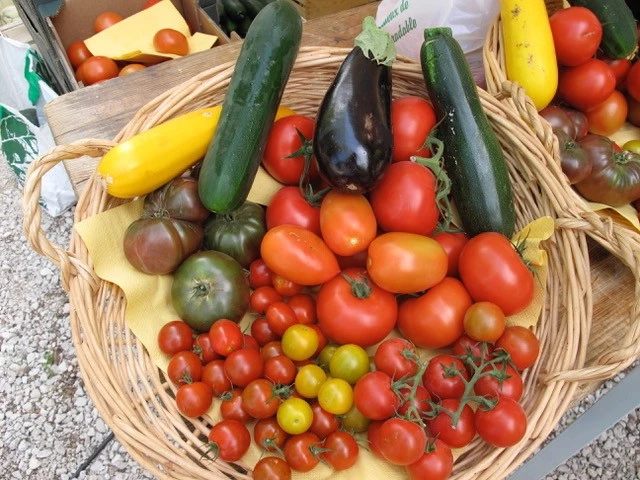 L'Earl Mounier a opté pour des lâchers de Macrolophus sur les cultures de tomates. Cet auxiliaire s'est avéré très efficace contre les aleurodes.
