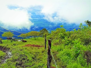 Colombie : ils sèment des arbres contre la déforestation