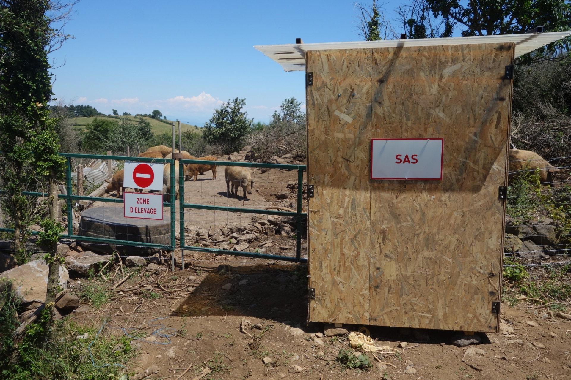 Mise aux normes biosécurité des élevages porcins : La Région aide les éleveurs