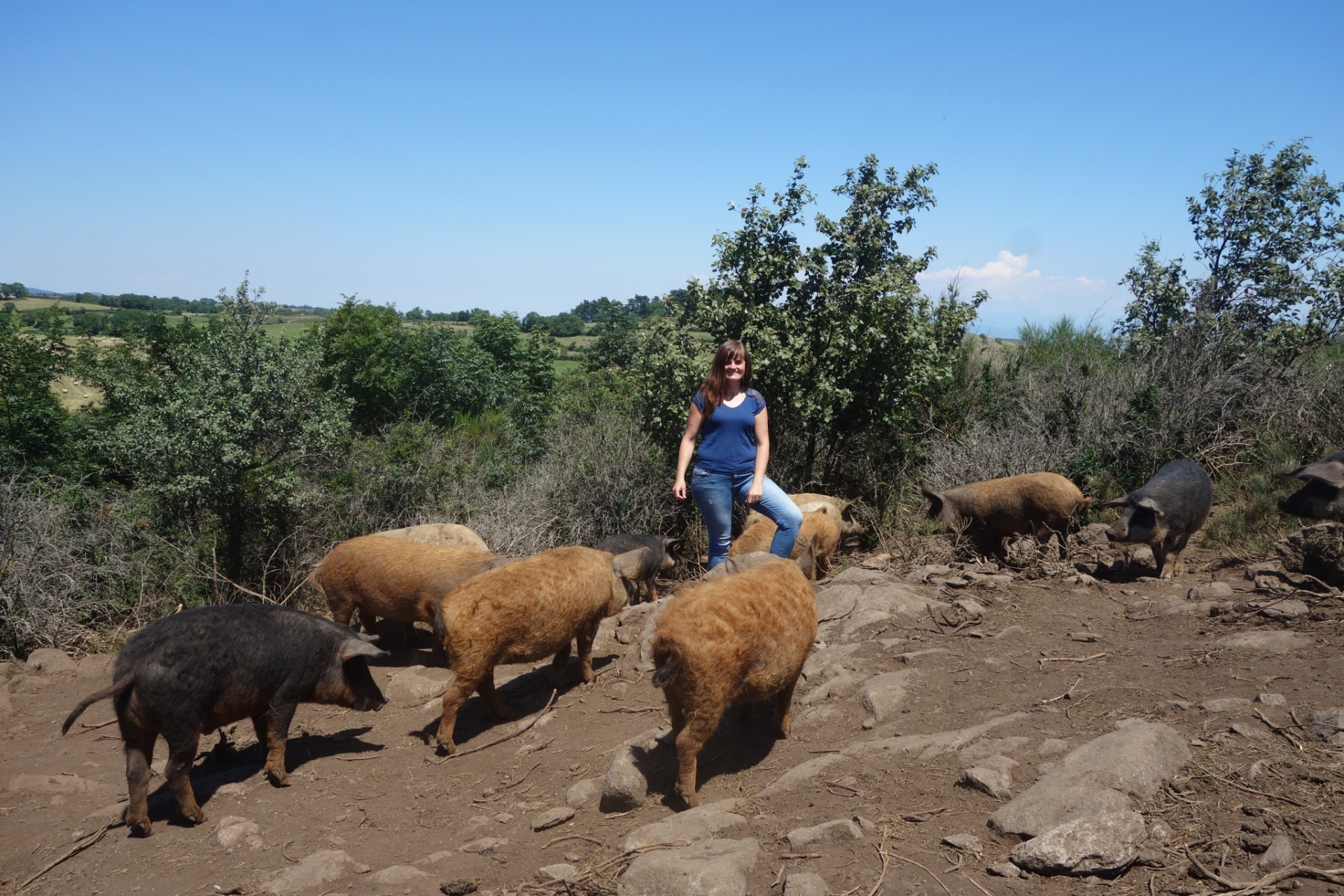 L’élevage de porc plein air attire de plus en plus de jeunes