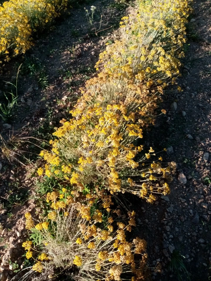 Yoann Courtial cultive de l'hélichryse à Silhac.