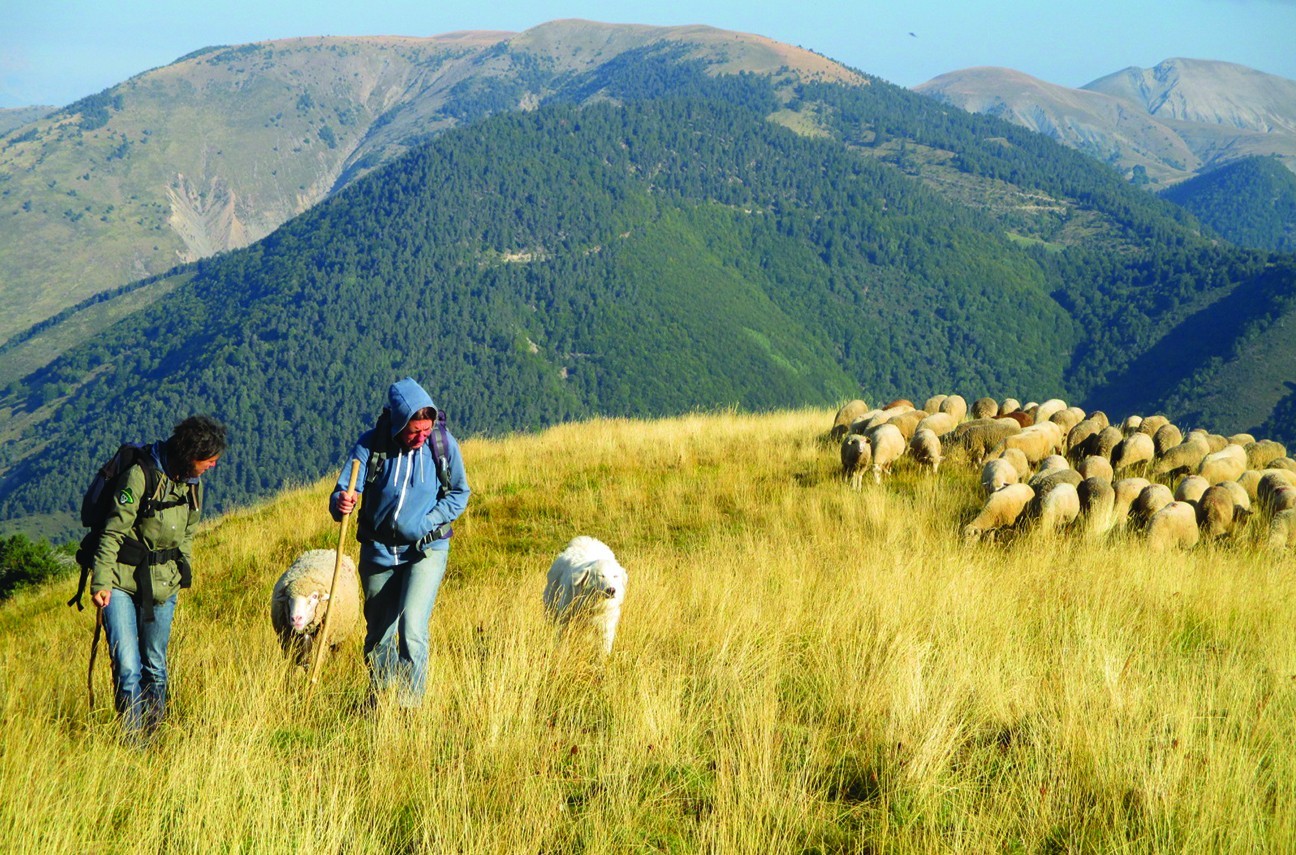 Partage de l’espace pastoral : une enquête pour évaluer les risques